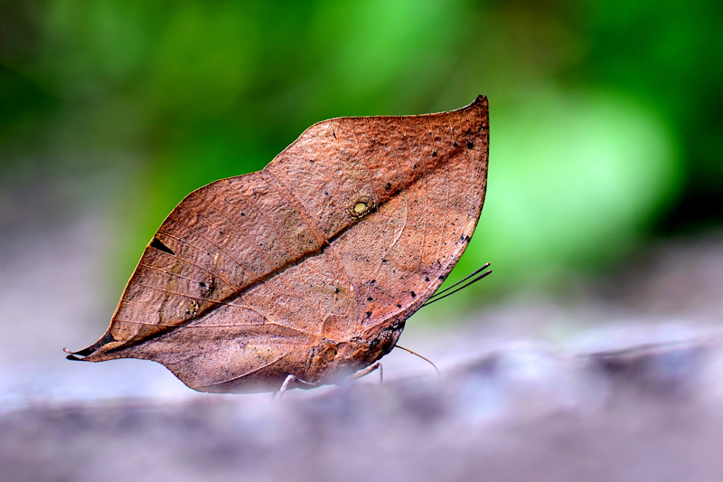Kallima inachus formosana 枯葉蝶- DearLep 物種頁面
